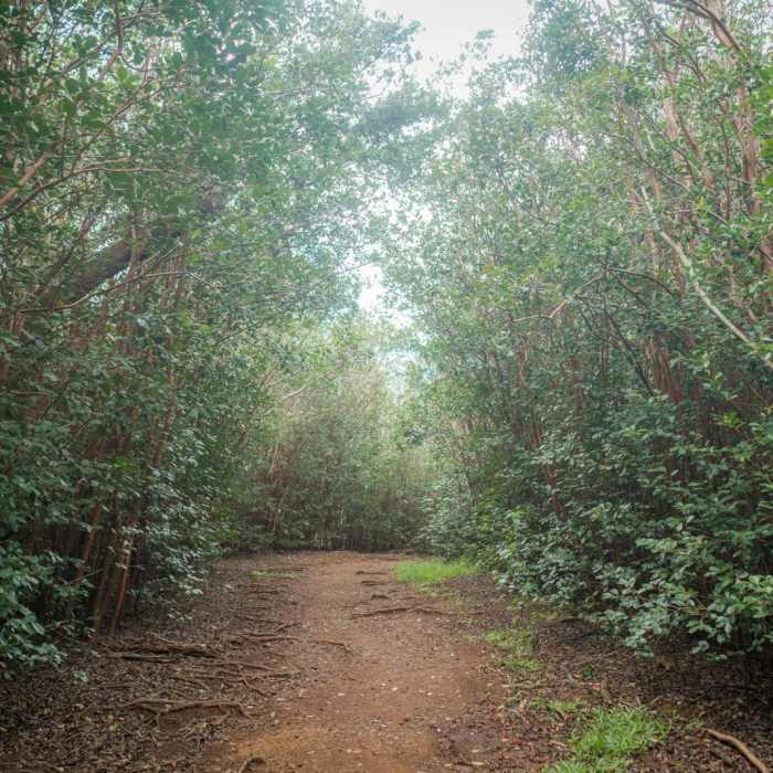 Near Mount Olympus / AwAwaloa Near Mount Olympus / AwAwaloa