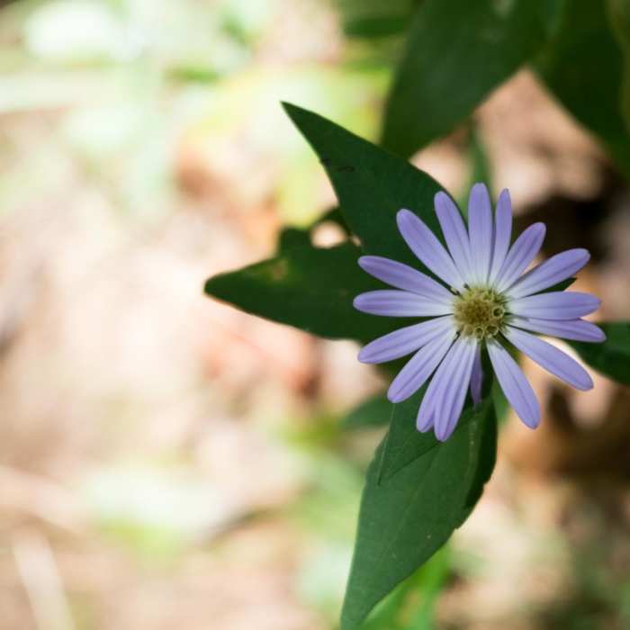 Near The Georgia Loop