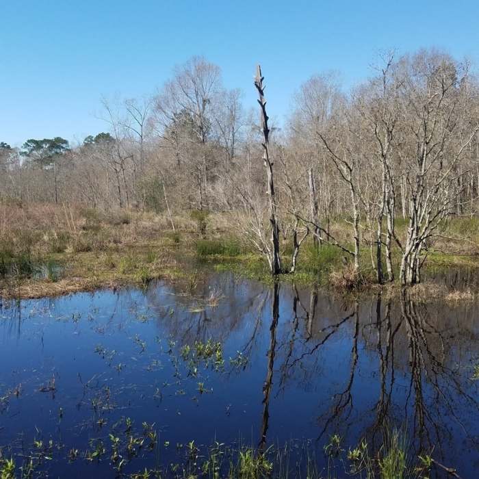 Near Northlake Nature Center Loops