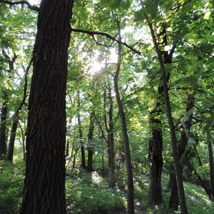 Lovely view of the wooded trail along the Cattail Trail. Near Turtle River State Park Loop