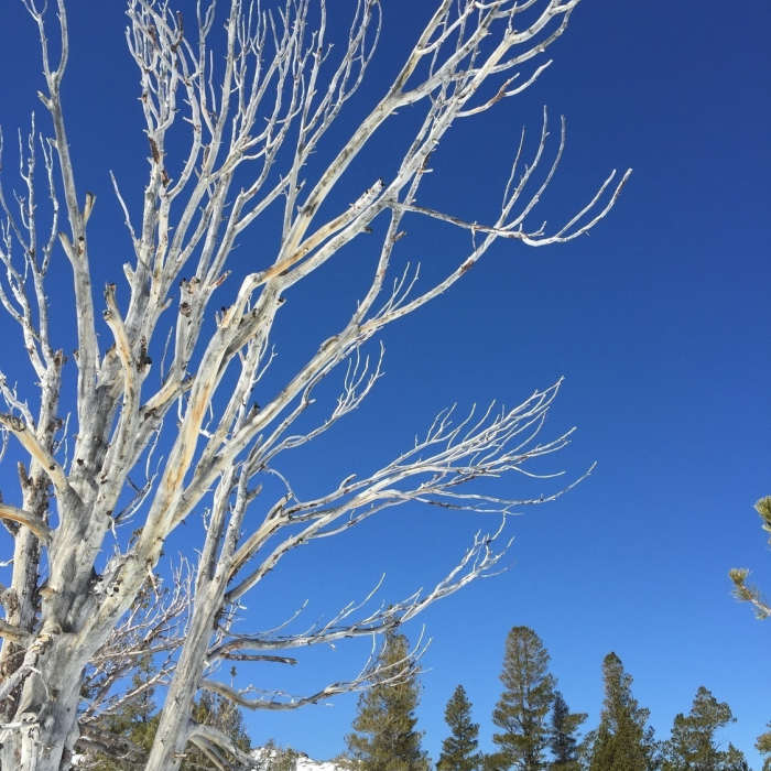 The midmorning sun lights up the branches of an old snag, one of a few along this trail. Near Camp Irene Trail