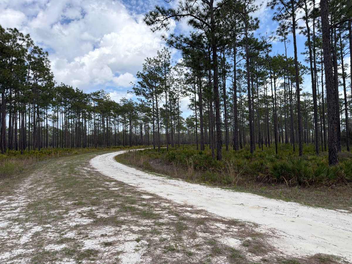 High Hill Creek - FS 316 photo 2