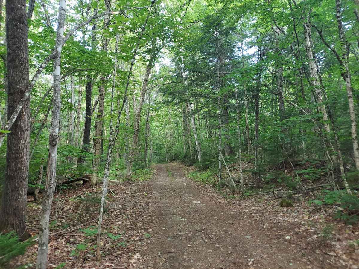 C Line Road trail photo