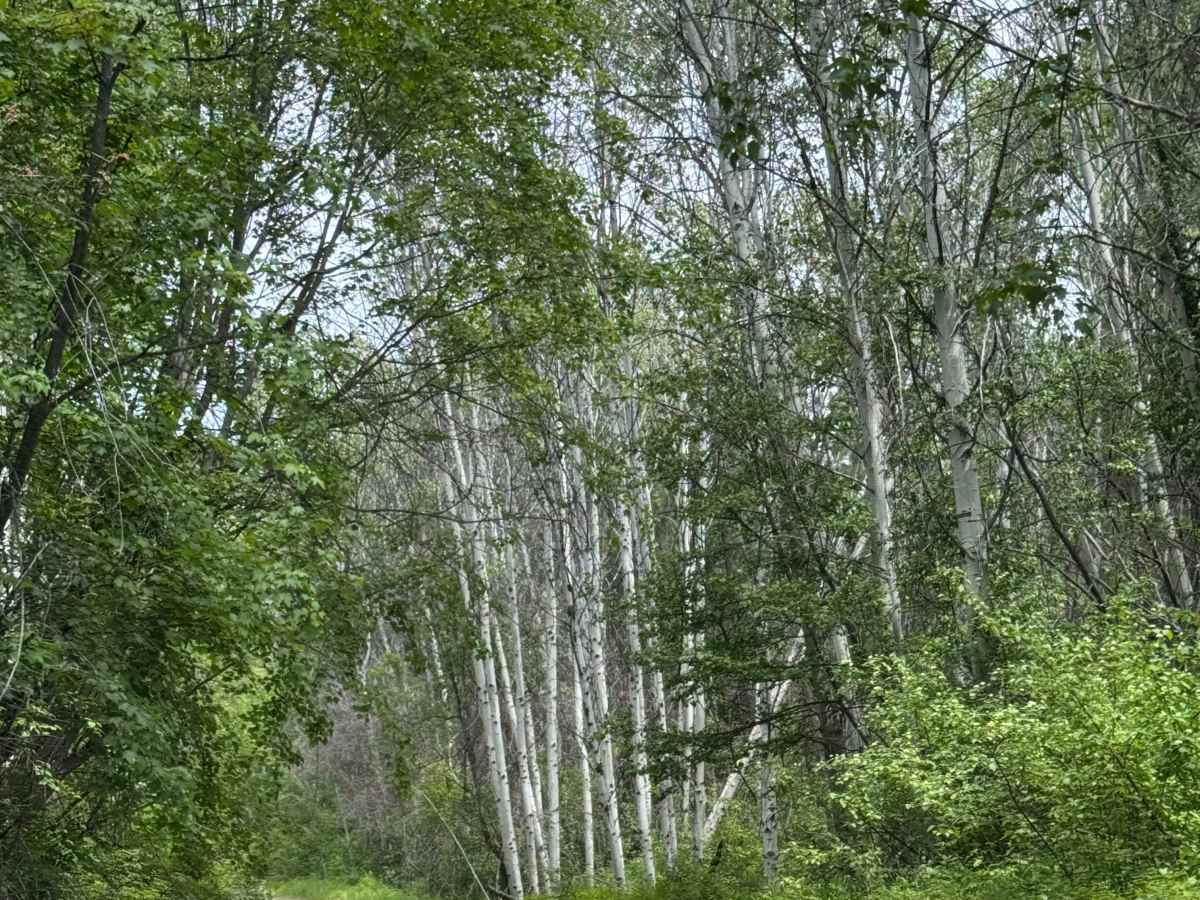 Cooper Mountain Road Southwest - FS 8020 photo 6