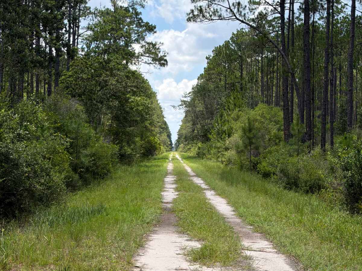 FS 136 trail photo