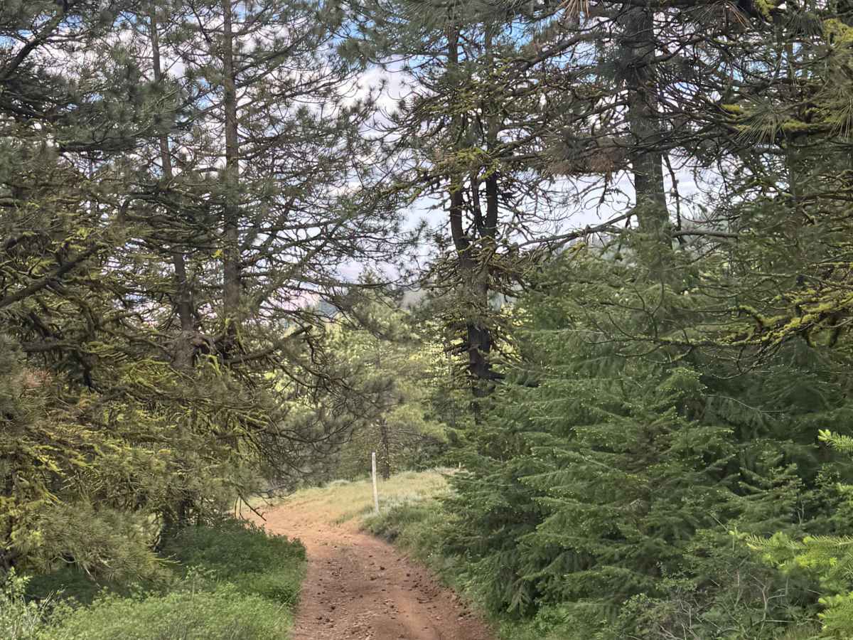 Lookout Road photo 2