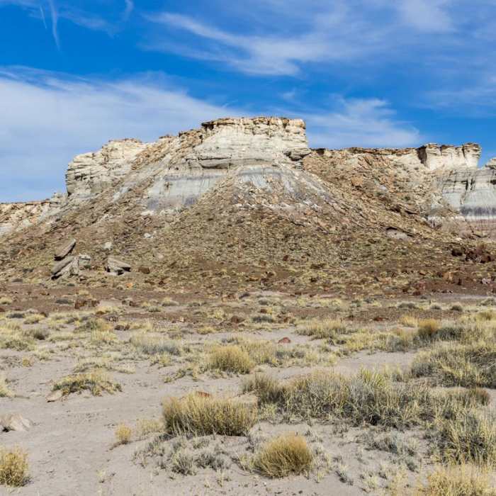 Near Jasper Forest Road Near Jasper Forest Road