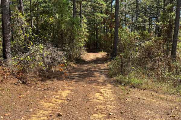 Piney Ridge