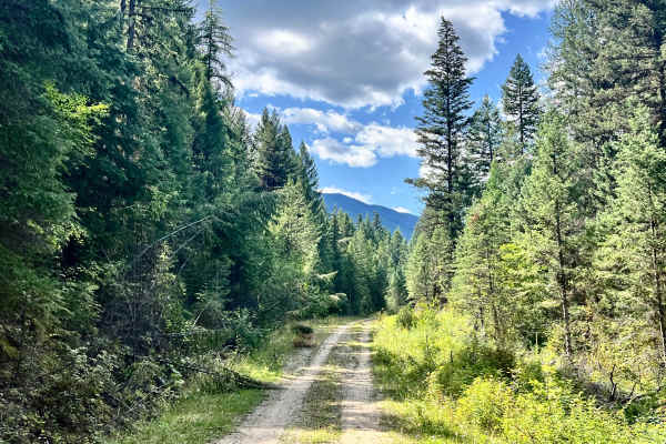 Gold Creek