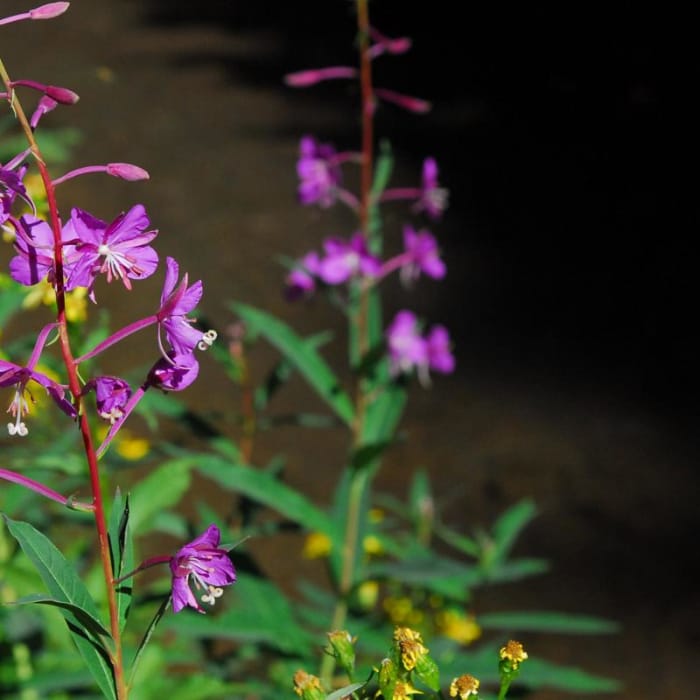 Near Broken Top Crater Hike