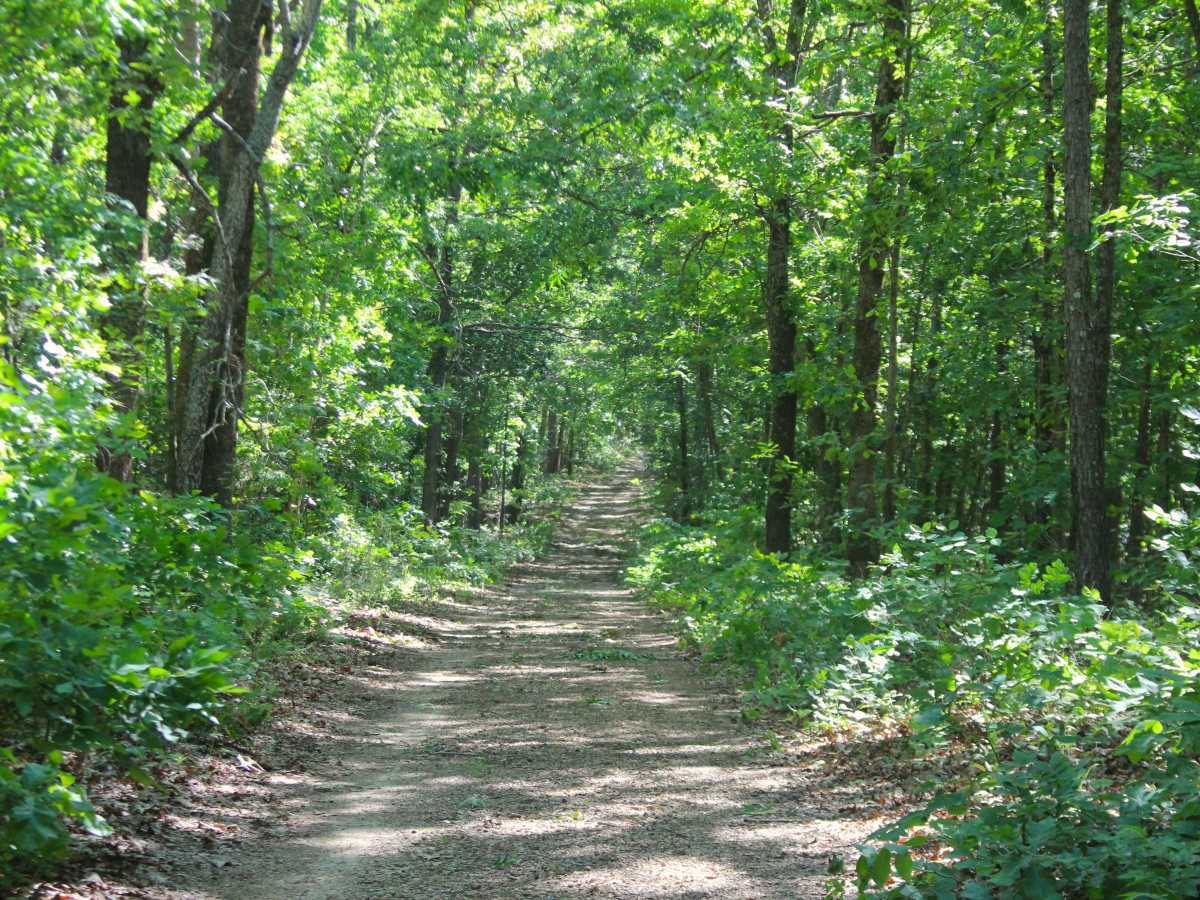 Gobbler Hollow - FS 3713 trail photo