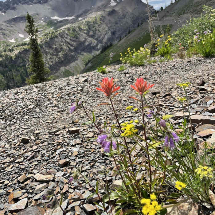 Near Yule Pass Trail Out and Back