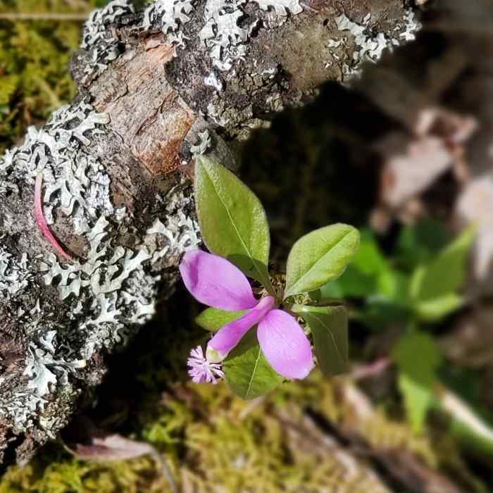 One of the beautiful wildflowers. Near Tanbark Trail: Allegheny River Out and Back