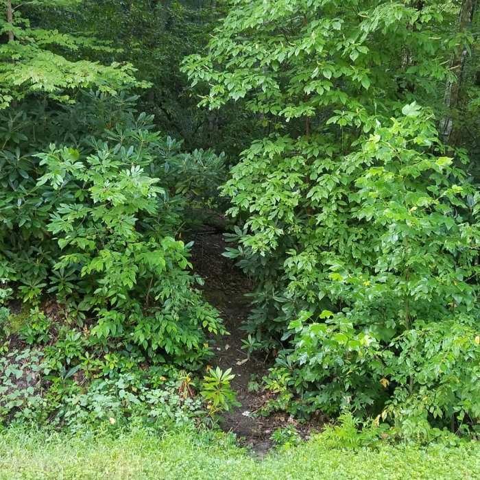 This is what the beginning of the trail looks like starting on 215 near the Sunburst campground. Near Lickstone Gap Road