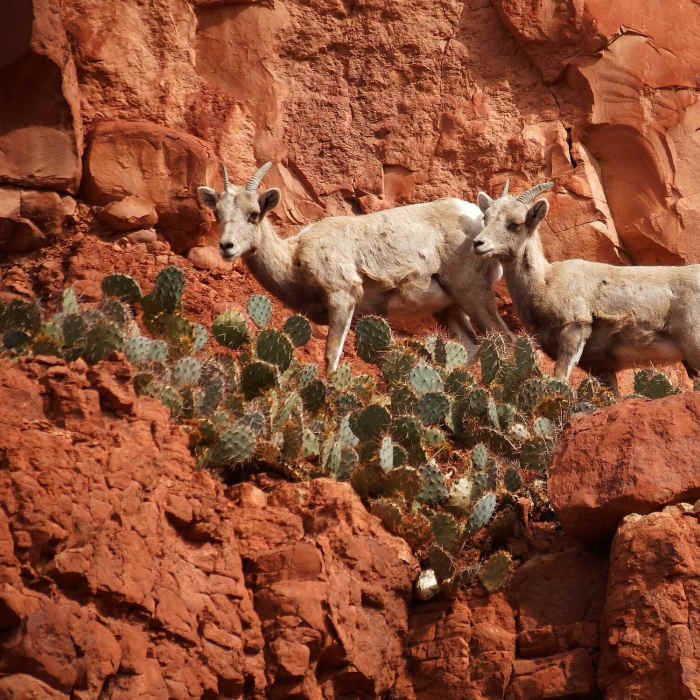 Bighorn Sheep abound in Big Dominguez Canyon. Near Big Dominguez Canyon