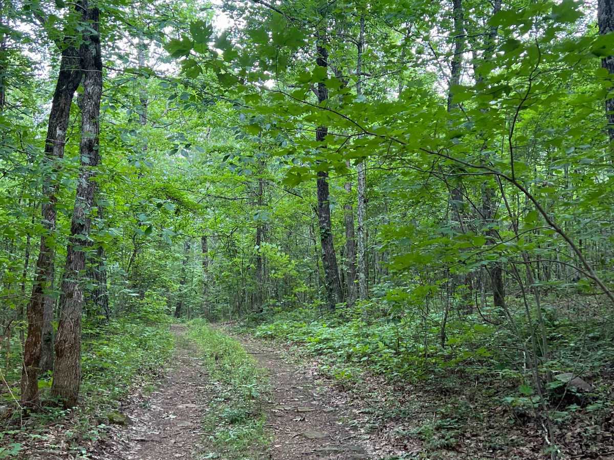 Gap Ridge - FS 93186A photo 6