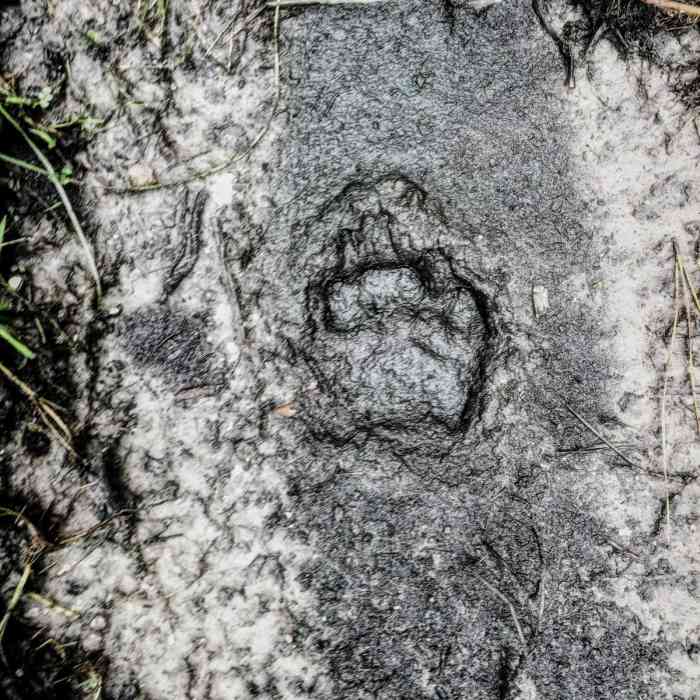 Near Cathedral of Palms Loop