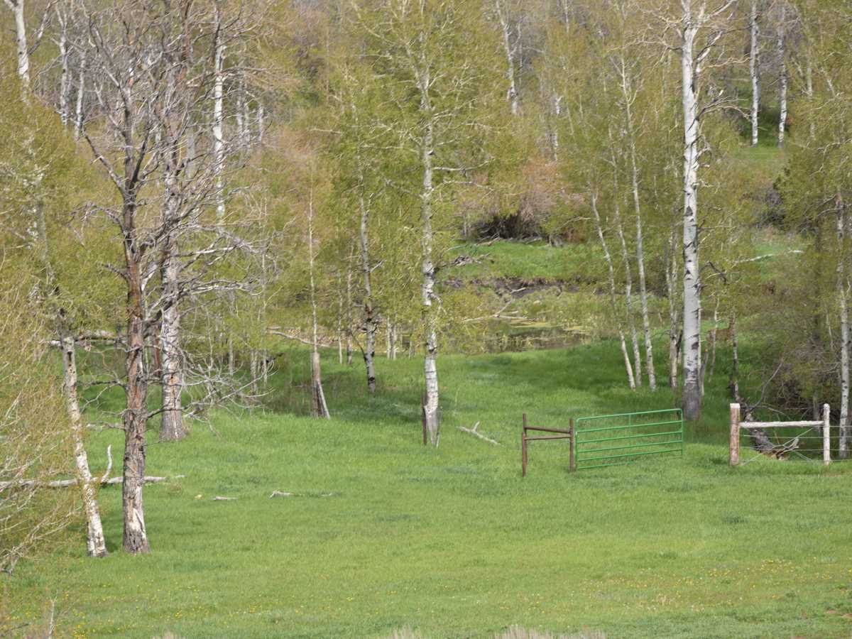 Marvin Spring Loop - FS 10053 photo 5