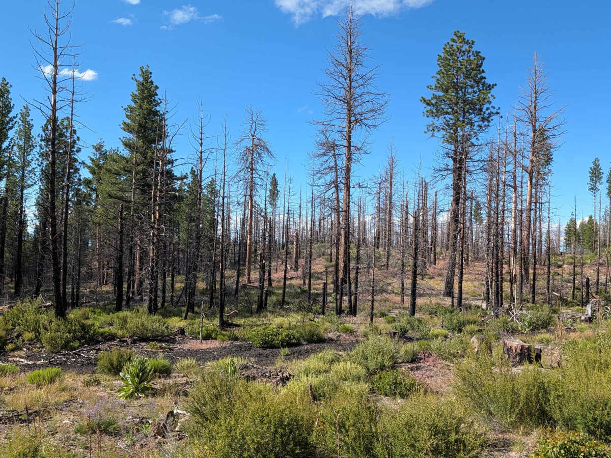 Tennant Lava Bed Road - FS 44N28 photo 6