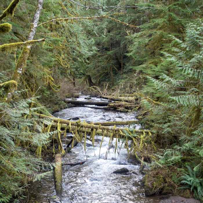 Near Still Creek Trail