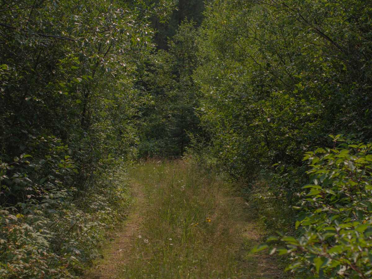 Pine Mountain Forest Road photo 2