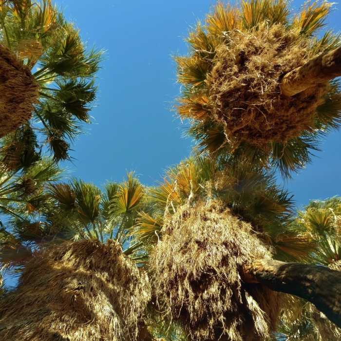 Near Palm Canyon Trail