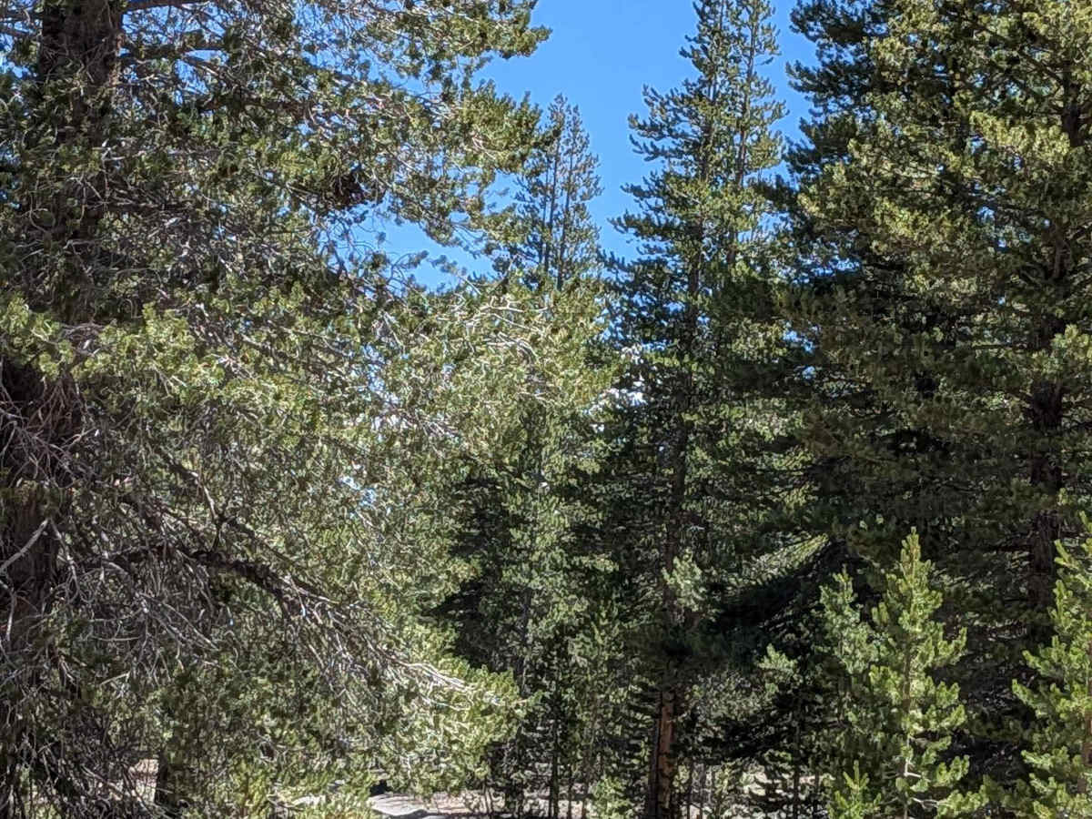 Forest Service Road 2S123 photo 6