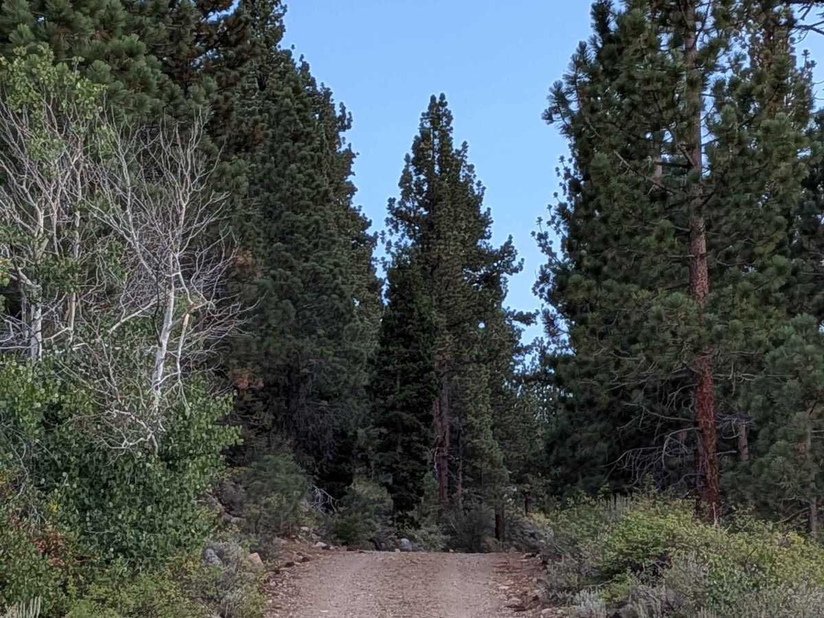 Willow Flat Road Burt Canyon - FS 32066C photo 4