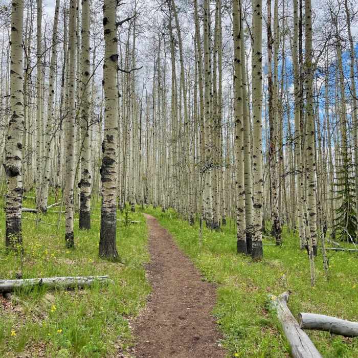 Near Colorado Trail Segment 5