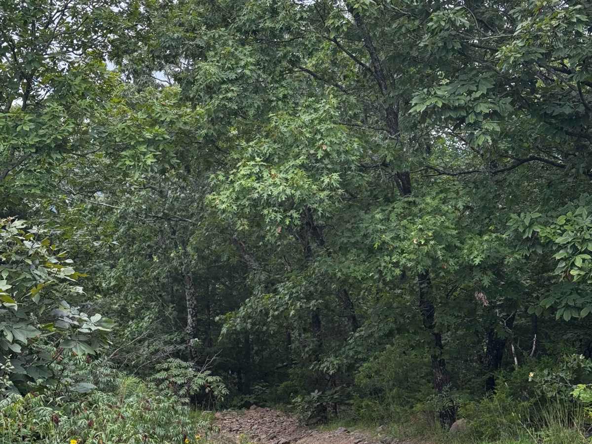 Crystal Clearing trail photo