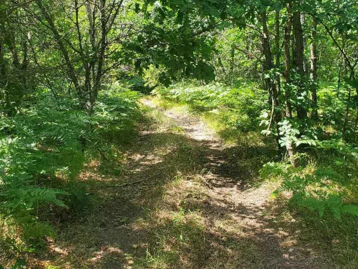 South Branch of Twin Creek Trail photo 2