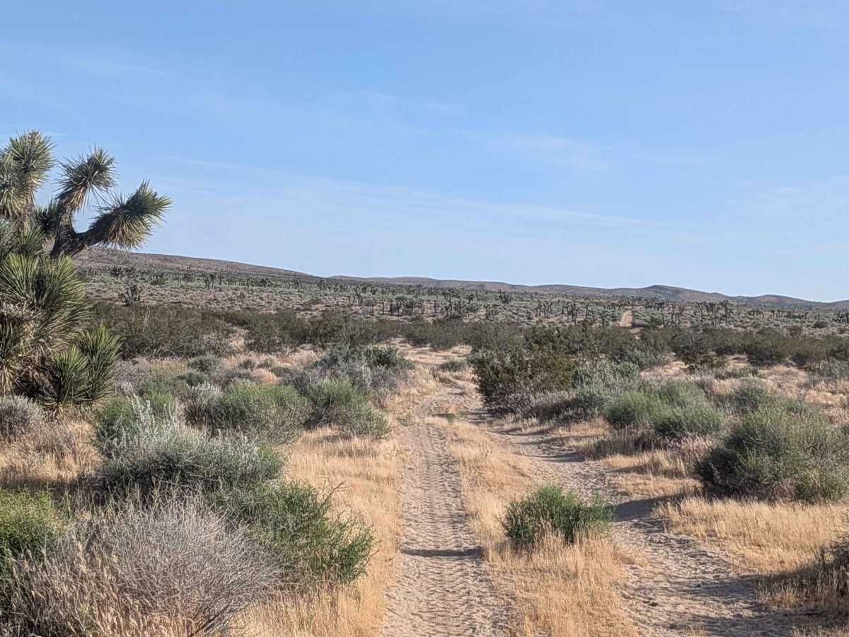 BLM EP458 photo 6