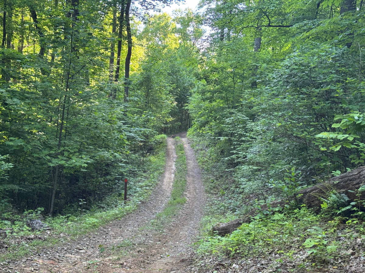 Beasley Knob Bitter Creek Loop - FS 93 photo 5