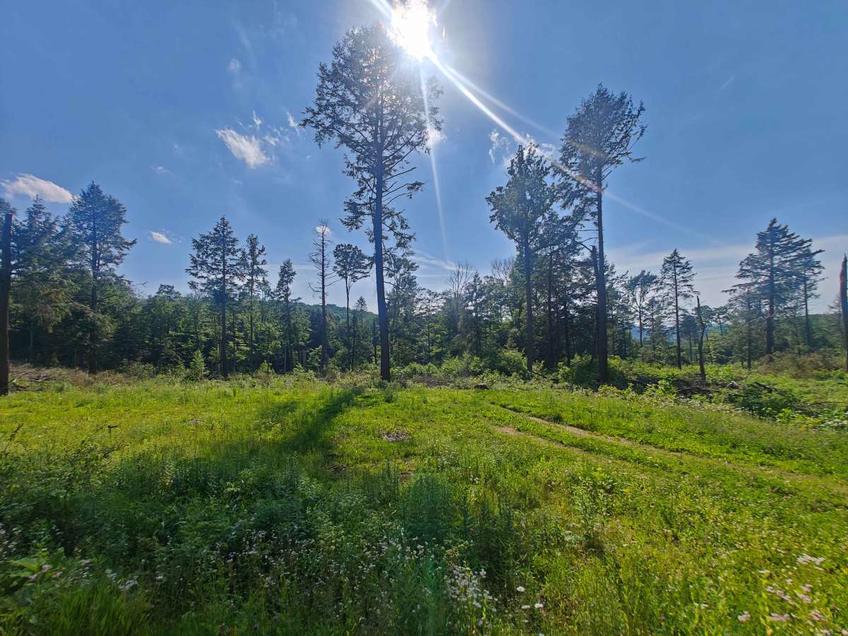 Fire Road 137 photo 4