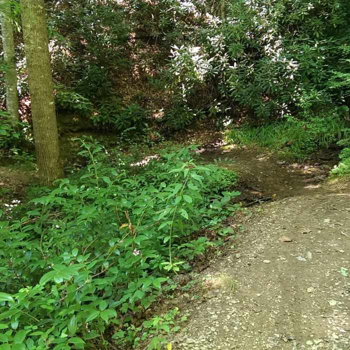 One of many switchbacks Near Thompson Loop