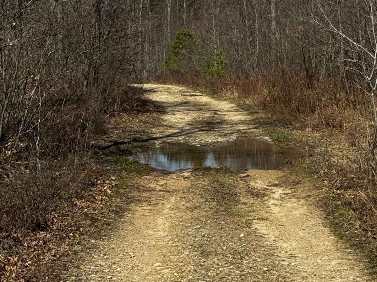 Council Run Trail photo 5