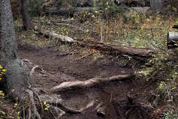 Waterfall Creek Trail - FS 555 