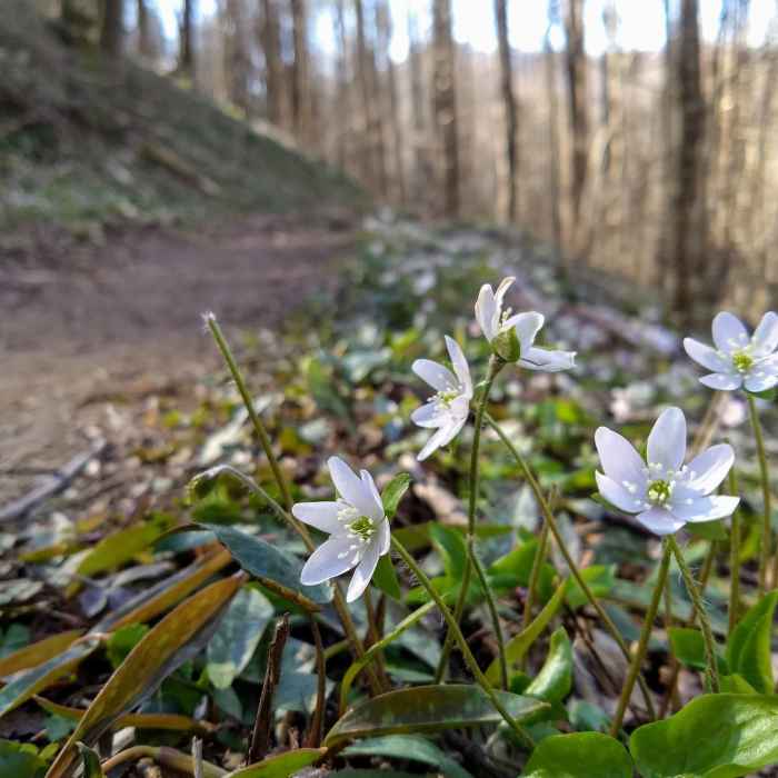 Sharp-lobed Hepatica on the Cucumber Gap Trail Near Jakes Creek AT Loop