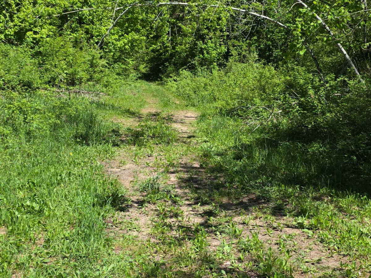 Loggers Lane trail photo