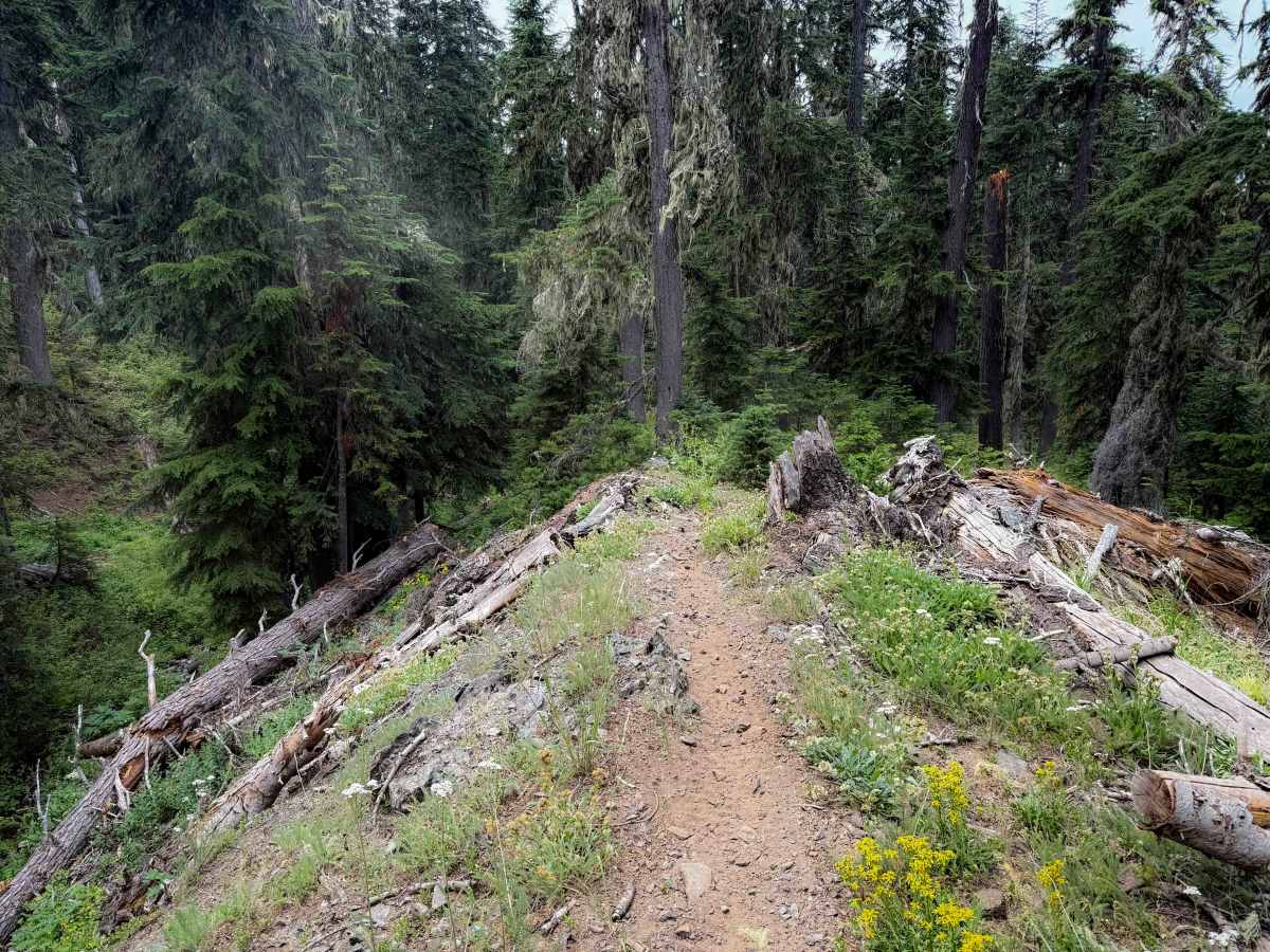 Elsnore Mine - Trail 1392.8  photo 6