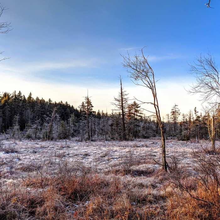 Near Pinchot Trail System