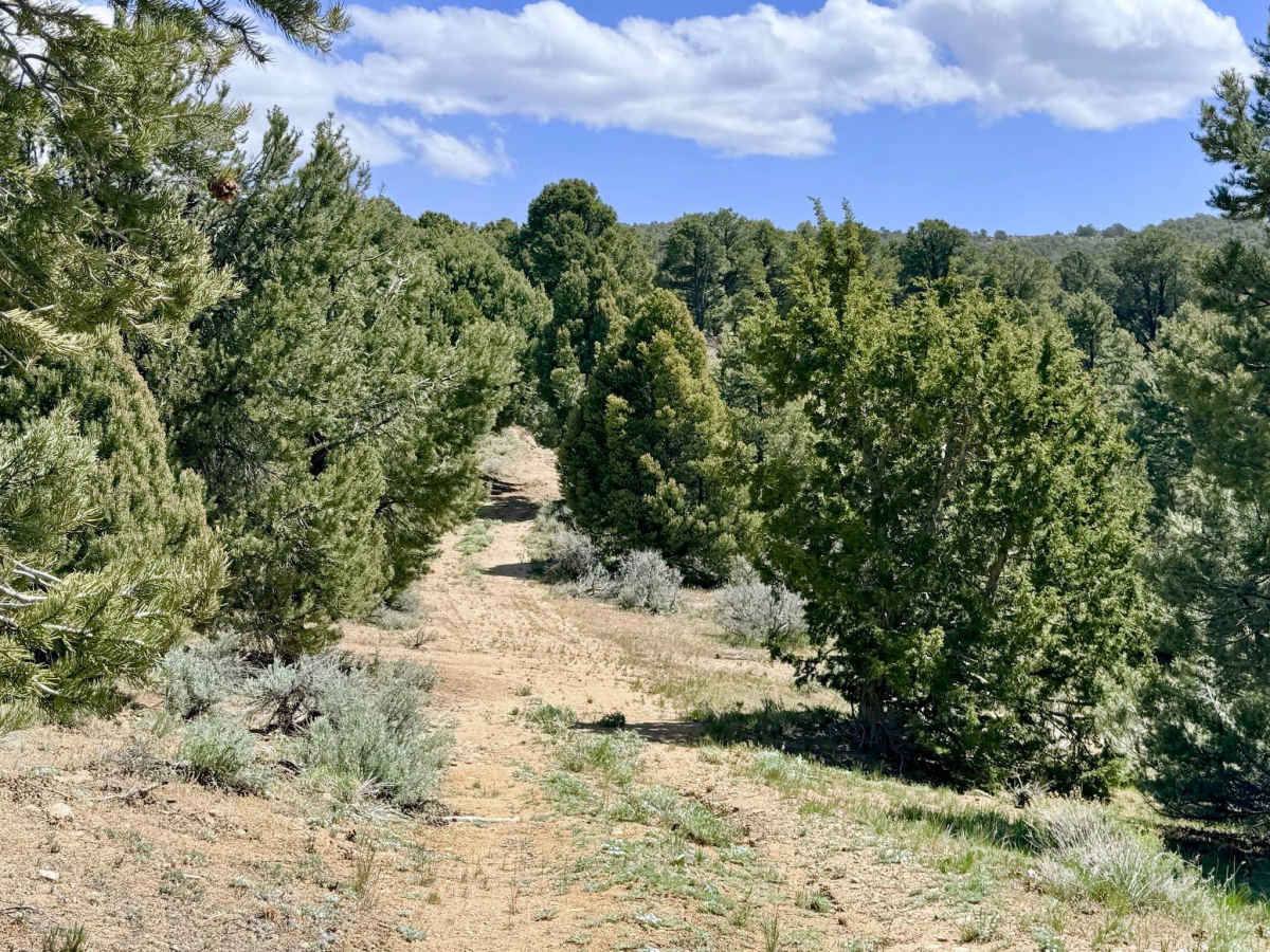 Blackbird Spring Loop - FS 43250 photo 6