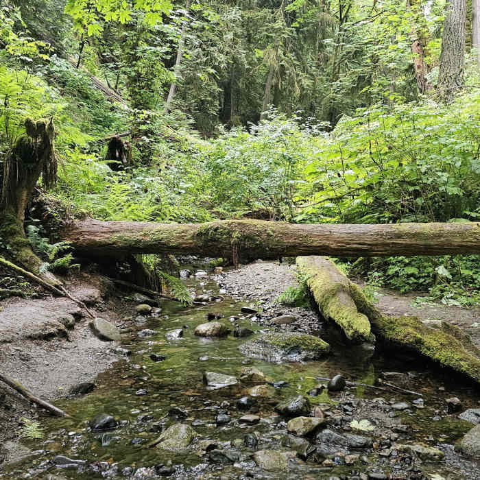 Near Peabody Creek Loop