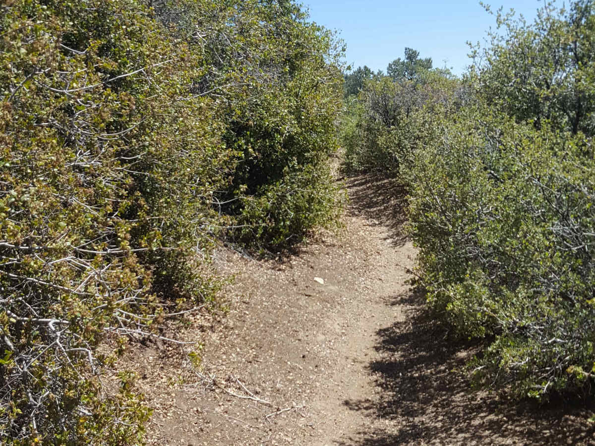 Tejon Trail - 19W03 photo 4