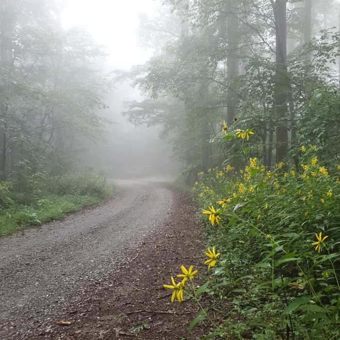 Near Pinhoti Trail: Section 31