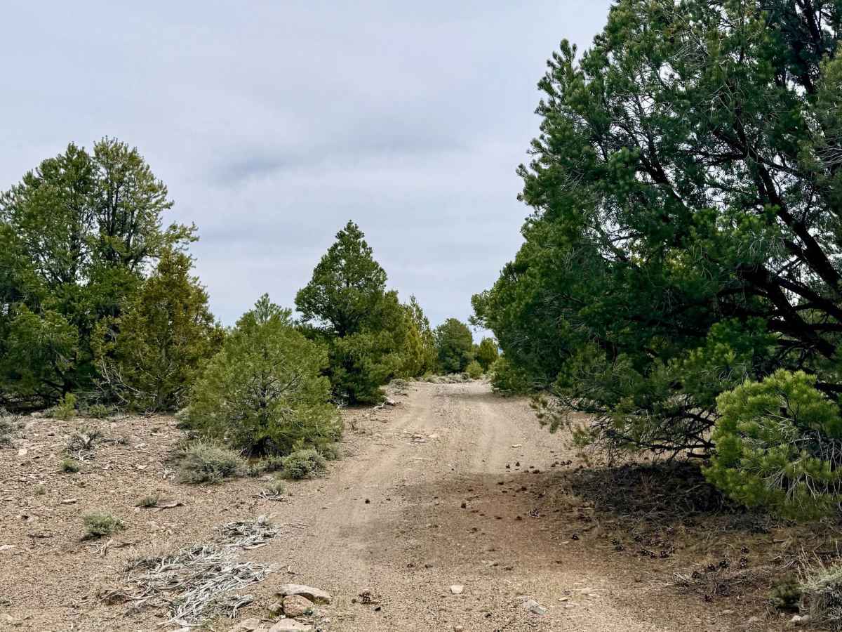 Deer Spring Trail - FS 23201 photo 5
