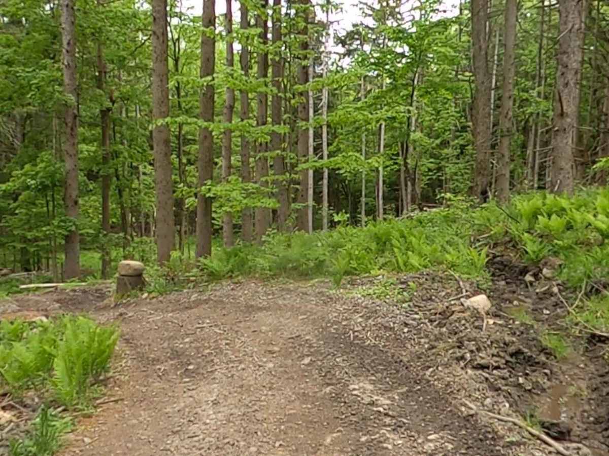 Lewis County Area A - Blue Trail photo 4