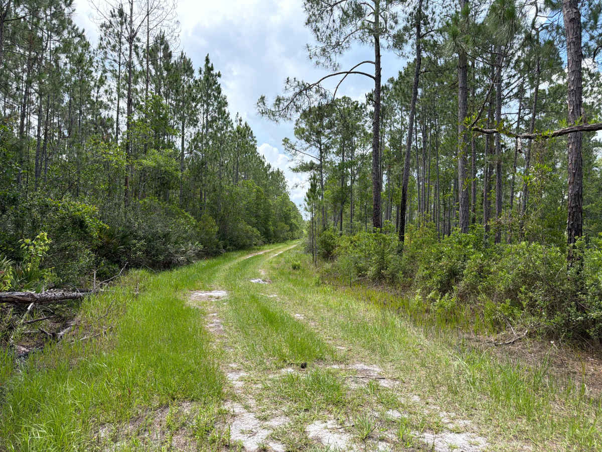 Pridgeon Road photo 6