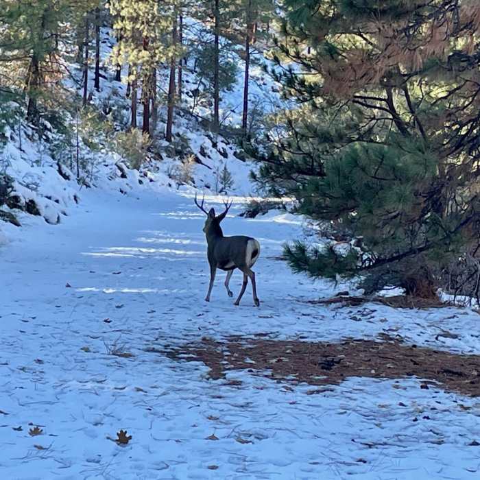Near Old Paul Bunyan Road + Canyon Trail Loop