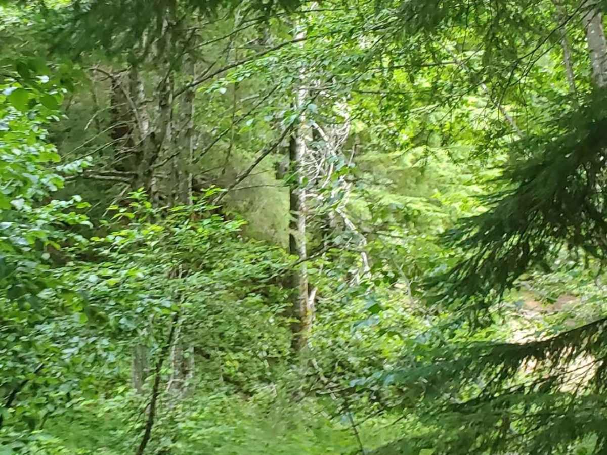 Deep Forest Trail photo 4